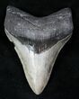 Venice Megalodon Tooth - Beautiful Enamel #12646-1